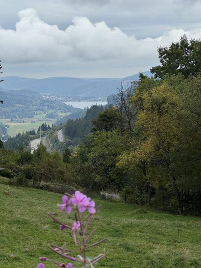 Blick auf den Titisee von Bärental aus, im Vordergrund lila Blume, bewölkt