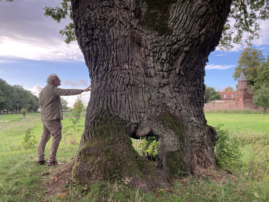 Links man raakt stam van enorme eik ( midden) . Rechts rode steen van kasteel. Achergrond: Onderste helft groen gras. Bovenste helft blauwe lucht en witte wolken.