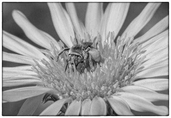 A Bee in the center of a Gumweed flower, covered in pollen from this and other flowers it has visited.  Close-up, macro shot in monochrome.  The ends of the daisy-like petals go out of frame.
