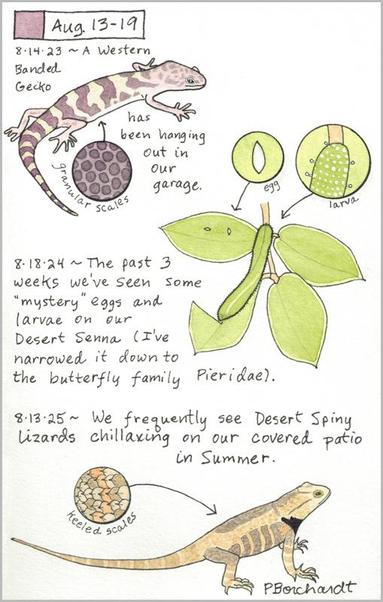 My 2025 Perpetual Journal watercolor and pen art of a Desert Spiny Lizard with keeled scales; my 2024 Perpetual Journal watercolor and pen art of a green unidentified caterpillar on Desert Senna leaves; & my 2023 Perpetual Journal watercolor and pen art of a Western Banded Gecko with granular scales, all in Tucson, AZ.