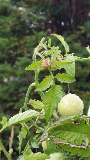 A large brown striped spider at the top of a tomato plant with a few green ttomatoes visible through the foliage.
