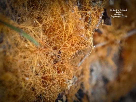 Reddish network of wood decomposing fungus mycel seemingly of species Cremastra appendiculata on the underside of a thick deadwood branch on a semi -dry meadow in urban park Rehberge in Berlin © Stefan F. Wirth September 2025