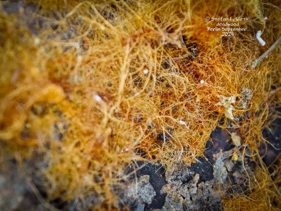 Reddish network of wood decomposing fungus mycel seemingly of species Cremastra appendiculata on the underside of a thick deadwood branch on a semi -dry meadow in urban park Rehberge in Berlin © Stefan F. Wirth September 2025