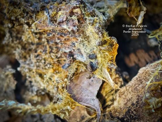 Reddish network of wood decomposing fungus mycel seemingly of species Cremastra appendiculata together with undetermined other fungi on the underside of a thick deadwood branch on a semi -dry meadow in urban park Rehberge in Berlin © Stefan F. Wirth September 2025