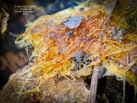 Reddish network of wood decomposing fungus mycel seemingly of species Cremastra appendiculata on the underside of a thick deadwood branch on a semi -dry meadow in urban park Rehberge in Berlin © Stefan F. Wirth September 2025