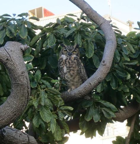 A Great Horned Owl on a branch of an avocado tree.