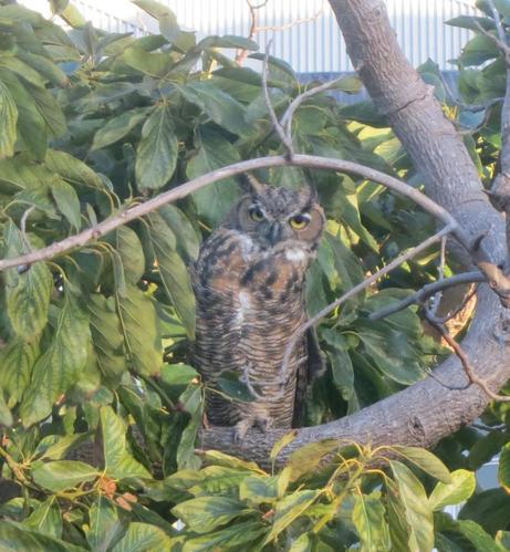 A Great Horned Owl on a branch of an avocado tree, with neck craned over the left shoulder.