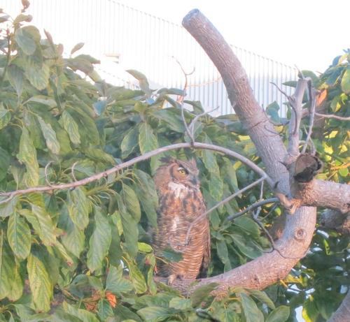 A Great Horned Owl on a branch of an avocado tree, illuminated in orange by the setting sun.