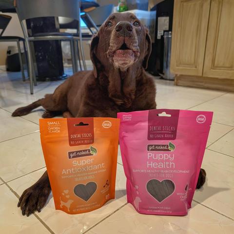 A chocolate lab is lying down behind two bags of treats.