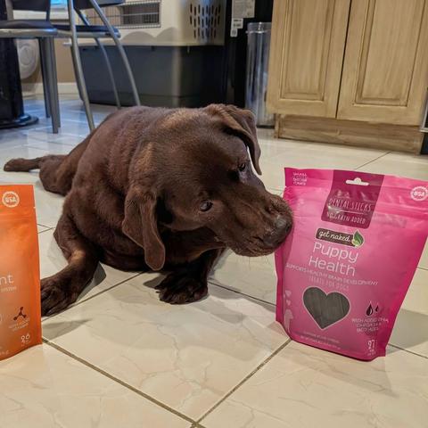 A chocolate lab is biting a bag of treats.