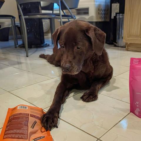 A chocolate lab is putting his right paw down on a bag of treats.