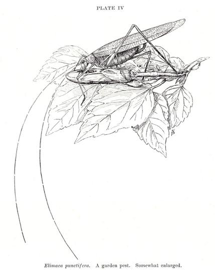 A very fine-lined black-and-white drawing of a grasshopper perched on a patch of hibiscus leaves.  The insect is sporting improbably long antennae more than twice its body length.