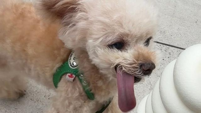 【短めLIVE】今日もお散歩いってきました♪【トイプードル】