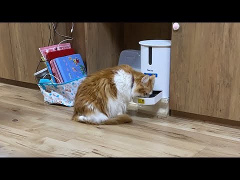 少しだけ猫タイム【マリー（メインクーン）】