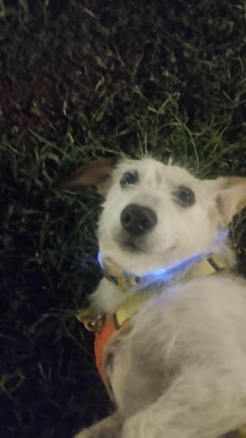 Foto de un perrito tumbado sobre hierba mirando a cámara, parece sonreír con su carusa. Tiene un arnés y un collar azul luminoso
