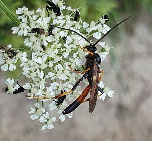 Ichneumon xanthorius