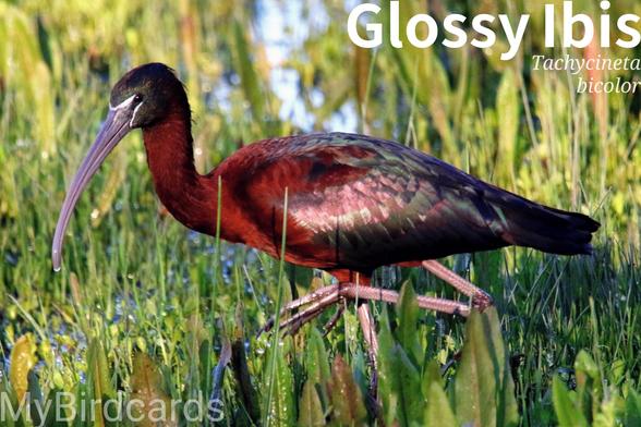 🌍🌏🌎 Glossy Ibis (Plegadis falcinellus)

The Glossy Ibis is a medium-sized wading bird with a long, decurved bill and glossy feathers. From a distance, it appears dark, but in good light, its plumage shimmers with iridescent green, purple, and bronze. It has a widespread distribution, found in warm regions across Europe, Asia, Africa, and the Americas, favoring wetlands like marshes, swamps, and flooded fields. This is a highly social species that forages in flocks, often probing mud and shallow water for invertebrates. No subspecies are recognised. 2.5 Flash (Edited) 

Conservation status: Least Concern (IUCN 3.1)

Fun fact: The tip of the Glossy Ibis's bill has special touch sensors that allow it to feel for prey like insects and crustaceans buried in the mud.

📷: Photo by BarbeeAnne via Pixabay 
https://pixabay.com/photos/glossy-ibis-bird-wading-ornithology-2680553/

YCJU