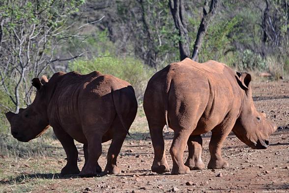 Het is vandaag Wereld Neushoorn Dag, een dag om aandacht te vragen voor de bescherming van de neushoorn. Tijdens een gamedrive in Gamereserve Hannah Lodge bij Ohrigstad in Zuid-Afrika spotte ik voor het eerst neushoorns in het wild. Heb jij de neushoorn al een keer in het wild gespot? Zo jaar, waar? Mijn foto’s van deze gamedrive zie je in dit artikel. Kijk je mee? 👇

https://jtravel.nl/afrika/zuid-afrika/foto-s-gamedrive-bij-hannah-lodge/

#neushoorn #wereldneushoorndag