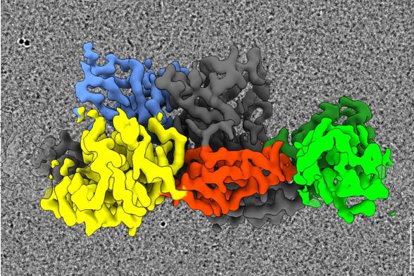 Molekulare Strukturmodell des Gephyrin Proteinkomplexes auf grauem Hintergrund, mit farbigen Segmenten: gelb, blau, grau, rot und grün, die die Proteinuntereinheiten darstellen.