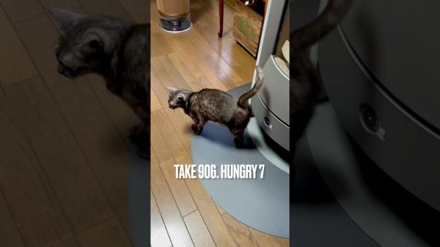 #しっぽプルプル #ごはんちょうだいアピール #猫しっぽ #小刻みにぷるぷる #薪ストーブ 前で #egyptianmaucat #エジプシャンマウ #エジプシャンマウスモーク #shorts