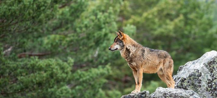 El lobo ibérico no es una amenaza, sino un aliado. / Miguel A. Quintas V. / 500px