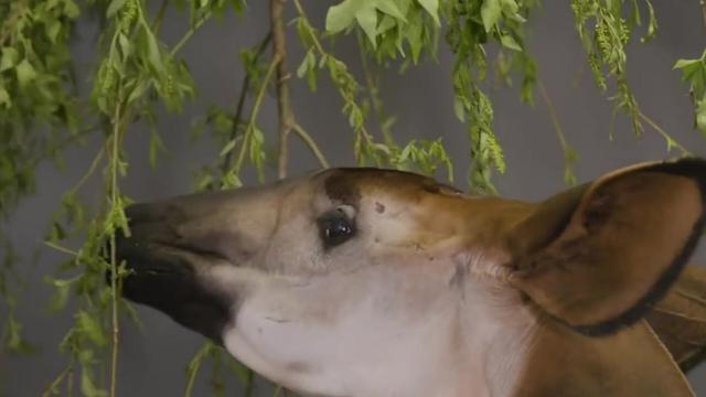The #Okapi is to #Congo what the Panda is to China, a national treasure and a strange blend of a #giraffe and #zebra. They're #endangered by #palmoil and #tobacco #deforestation. Help them survive when u #BoycottPalmOil #Boycott4Wildlife @palmoildetect.bsky.social  https://wp.me/pcFhgU-10X?utm_source=mastodon&utm_medium=Palm+Oil+Detectives&utm_campaign=publer