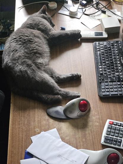 Dunkelgrauer Kater liegt auf dem Schreibttisch vor der Computertatatur