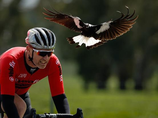 A road-racing cyclist being attacked by a magpie. The magpie is very aggressively attacking by performing a flaring landing into the face of the cyclist - presumably with the intent of striking a nose or ear with their razor sharp beaks.