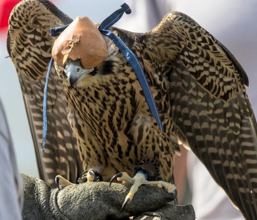 a young peregrine falcon getting released to the wild