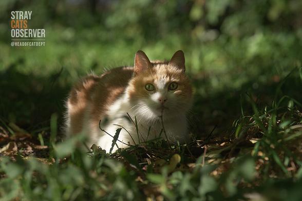 A ginger cat lies in the grass and looks at us with surprise