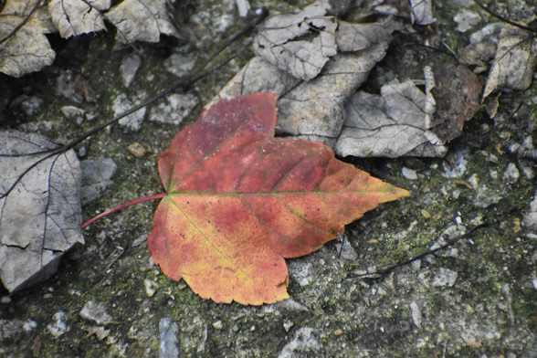 A Red Maple leaf, clad in autumn gold and deep red, lies on a gray cement path dotted with moss and dried leaves, top point facing right.