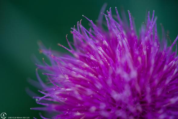 macro photo of a bright purple/pink thistle flower
