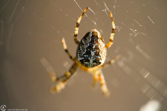 macro photo of a spider (Araneus diadematus or cross orbweaver) in it's web, it's bulging abdomen clearly showing the white potted pattern on the black and brown background