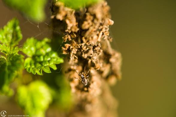 macro photo of the dried seed heads on a stinging nettle, with a tiny spider hanging out in it's web on the nettle