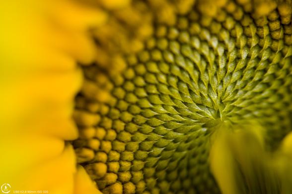Macro photo of a sunflower, the still green seeds being in focus with yellow leaves fuzzy and out of focus on the left side