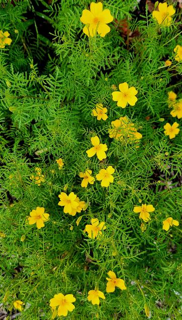 Tiny yellow marigold flowers above feathery green plant.