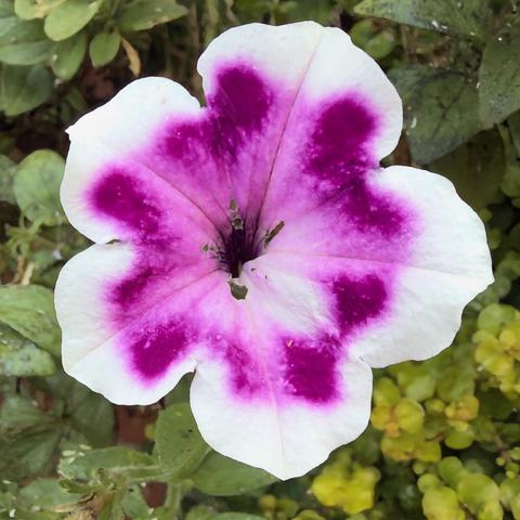 Petunia