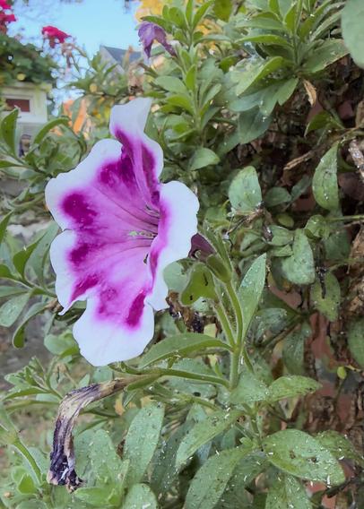 Petunia