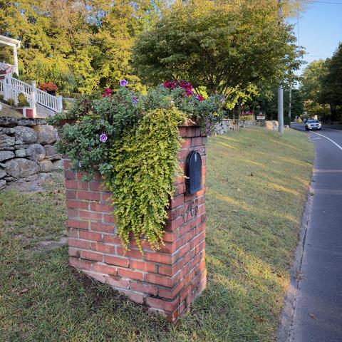 A mailbox covered with beautiful greenery, highlighted with petunia flowers on Madison Avenue today.