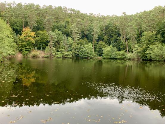 Sicht über den Isenachweiher zum gegenüberliegenden Ufer. Rings um den Weiher wachsen Bäume und Sträucher, die Baumkronen bilden eine leichte Welle. Das Wasser im Vordergrund ist fast ganz glatt, nur rechts wird das Wasser vom Wind etwas gekräuselt. Links vorne schwimmen einige gelbbraune Blätter auf dem Wasser. Links am gegenüberliegenden Ufer steht ein kleiner Baum mit Laub in Herbstfärbung. Die Bäume spiegeln sich im Wasser. Der Himmel ist hellgrau.

View across the Isenachweiher pond to the opposite shore. Trees and shrubs grow around the pond, their crowns forming a gentle wave. The water in the foreground is almost completely smooth, with only the right-hand side slightly rippled by the wind. A few yellow-brown leaves float on the water on the front left. On the left side on the opposite bank, there is a small tree with autumn-colored leaves. The trees are reflected in the water. The sky is light gray.