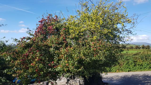Crab apple tree Tara Hill