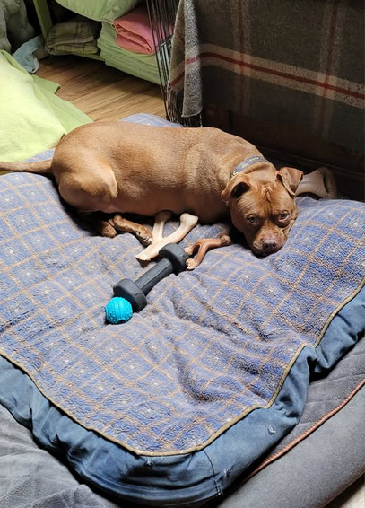 A medium sized, light brown Pitbull  looking sad lays on the corner of a blue patterned dog bed, which in on another dog bed. In front of him, he has collected his favorite toys, including an 8 pound dumb bell. Behind him is a grey plaid blanket over a trunk. To the left of that is a stack of green/pink dog pads and behind his tail end is a green pillow.