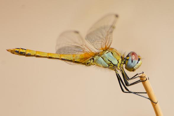 Gelbe Libelle mit durchsichtigen Flügeln sitzt seitlich auf einem dünnen Stängel.