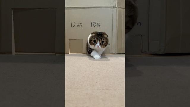 ぽこ太郎選手の挑戦に密着！ #ぽこ太郎   #スコティッシュフォールド #猫のいる暮らし #愛猫 #kitten #catvideos #catlovers #予想外の展開  #正解
