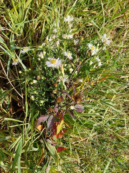 Un modeste bouquet composé principalement d' asters à pétales fins blancs à cœurs jaunes est déposé dans l' herbe drue en bord du fleuve