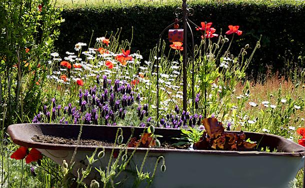 Sommerblumen
vorne geschlossene Mohnblumen
dahinter eine alte Schubkarre mit noch kleinen Salat
noch weiter hinten Margeriten, Mohnblumen, Lavendel
Summer flowers
Closed poppies in the foreground
Behind them, an old wheelbarrow with small lettuces
Further back, daisies, poppies, lavender