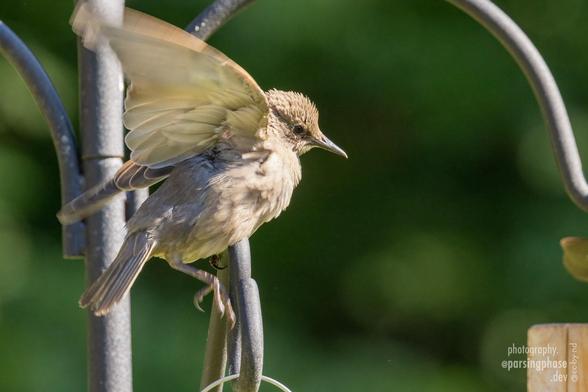A very pale, fluffy young starling flaps frantically as it tries to maintain its balance on a feeder pole.