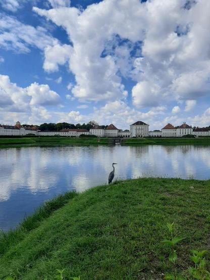 Foto eines Graureihers auf einer Wiese, dahinter Wassr und wiederum dahinter das Schloss Nymphenburg in München, ein riesiges weißes Schloss mit rotem Dach und verschiedenen Gebäudeteilen. Darüber blauer Himmel mit weißen Wolken.