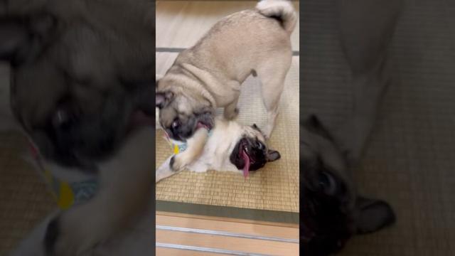 パグのワンプロ#shorts #pug #dog #モンティラパグパグ