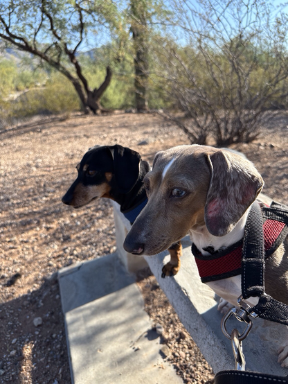 Dachshunds on a bench